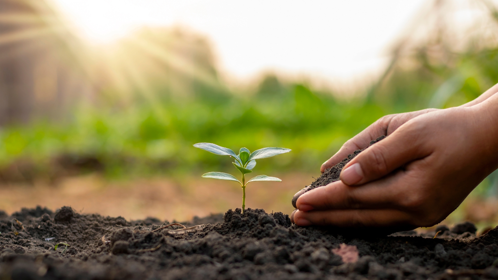 AI for Agriculture