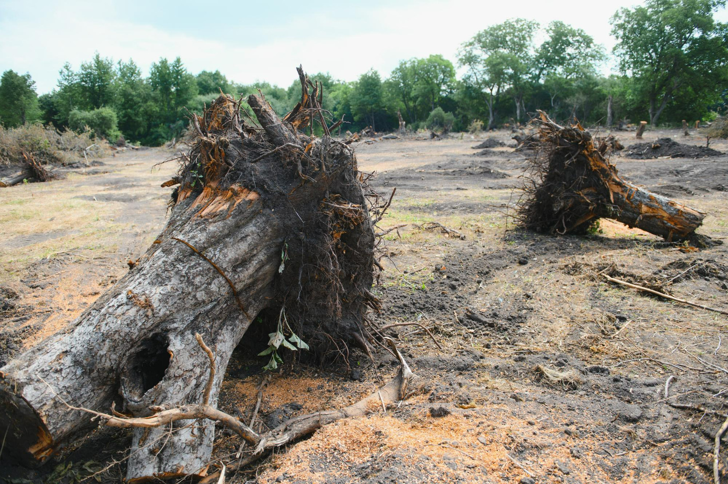 Saving-Trees-with-Tech-A-Modern-Approach-to-Deforestation