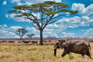 Closeup shot of a cute elephant walking on the dry grass in the wilderness